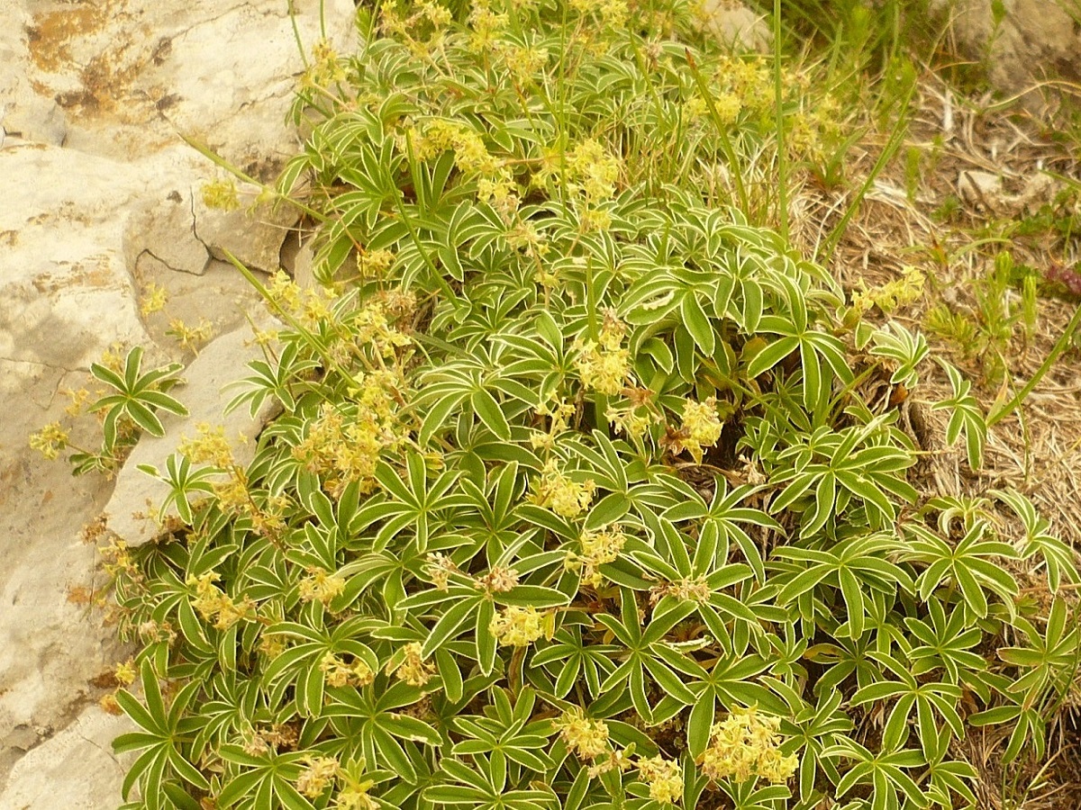 Alchemilla alpigena (Rosaceae)